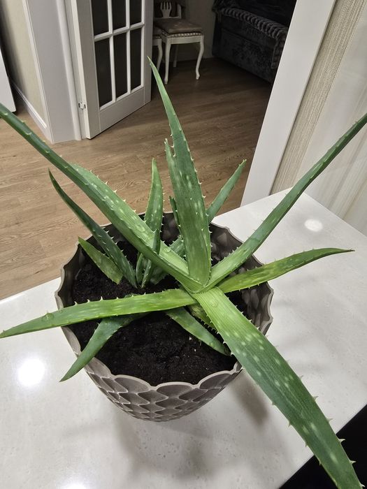 Продам алоэ вера