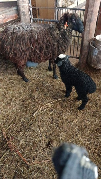 продается баран с ягнёнком