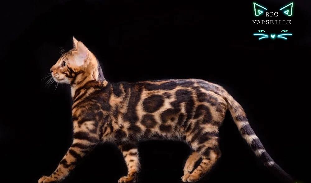 Бенгалы,- Бенгалы .,- Бенгалы. Котята!