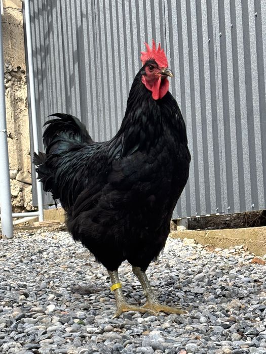 Джерсиский гигант қоразы сатылады.