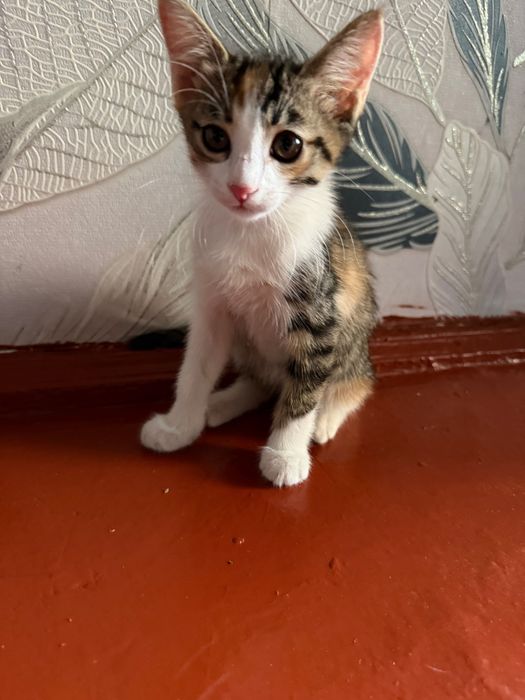 Котята, отдам их даром