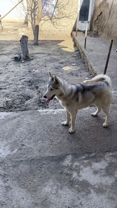 Сибирский хаски продаётся