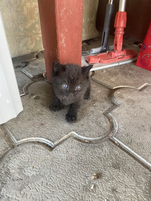 Отдам котят в хорошие руки