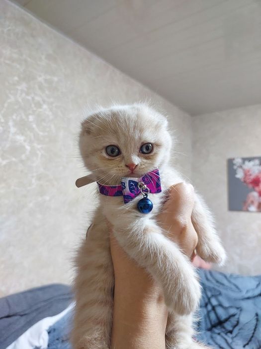 Кот шотландская вислоухая скотиш фолд