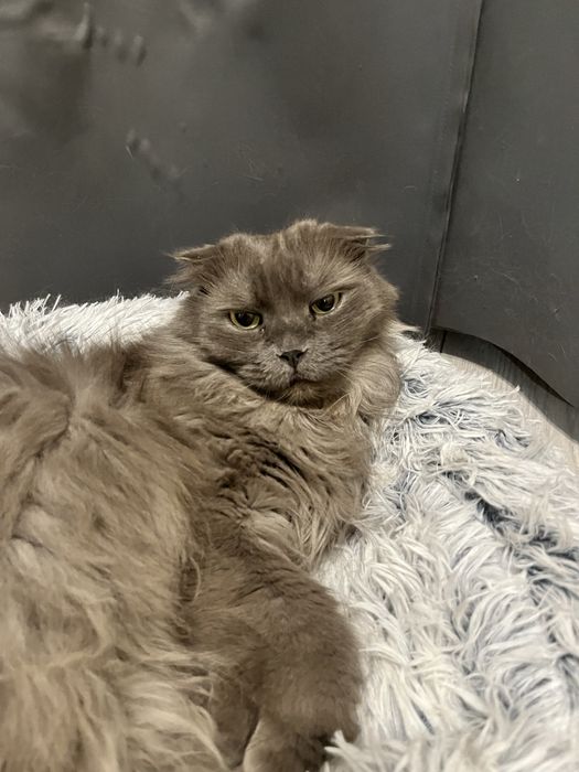 Ищем семью для очень милой кошечки