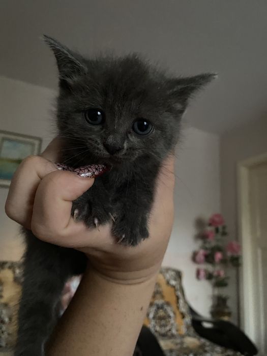 Продам котят очень красивые