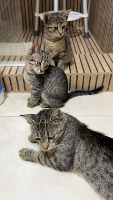 URGENT: 3 suflete au nevoie de o șansă