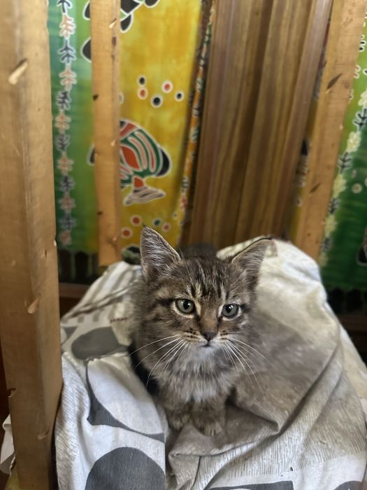 Кошечку в добрые руки