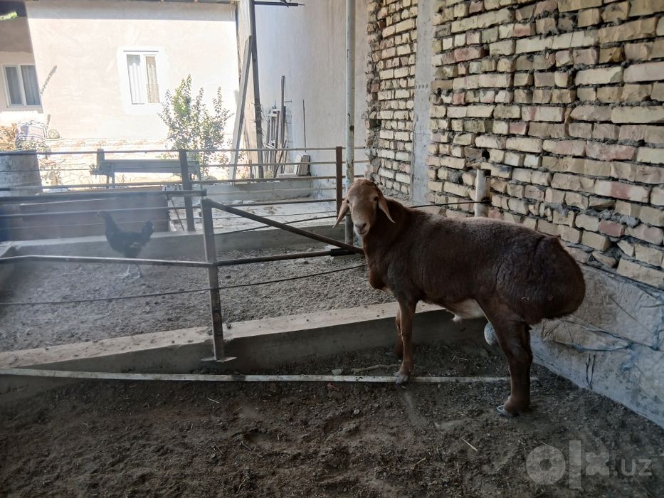 Козоки кучкор сотилади