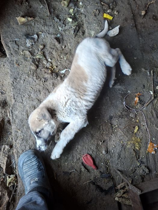 Алабай күшік сатылады