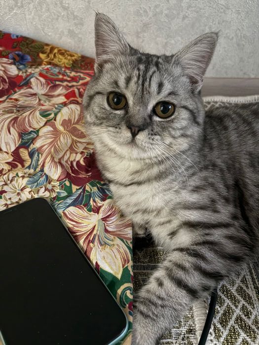 Отдам кота, домашний