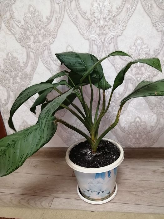 Аглаонема. Домашнее растение