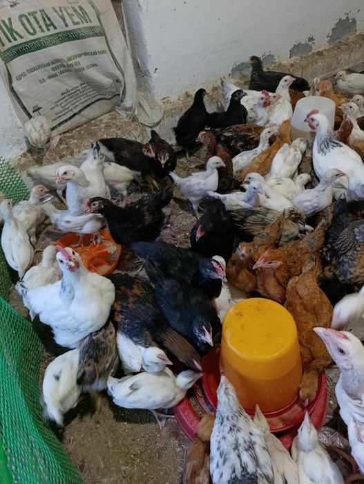 Жужала  40000сумдан