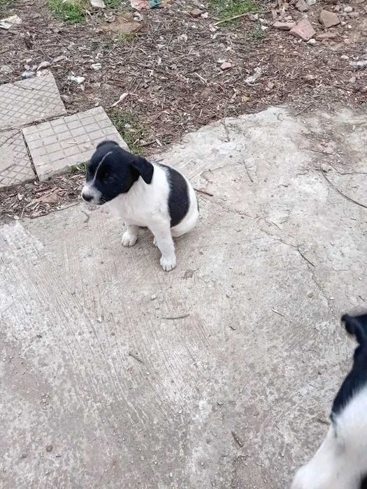 Подаряват се кученца майката е среден размер ловна порода