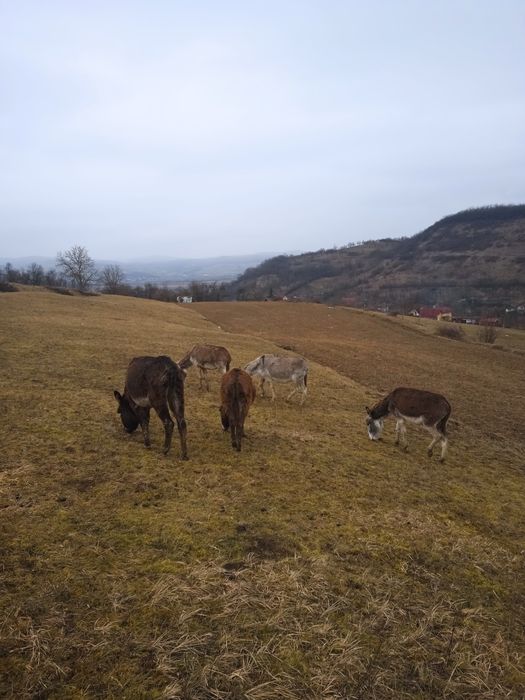 Vând sa schimb măgari și măgărițe gestante