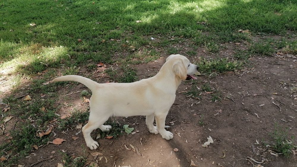 Labrador Retriever cu pedigree tip A
