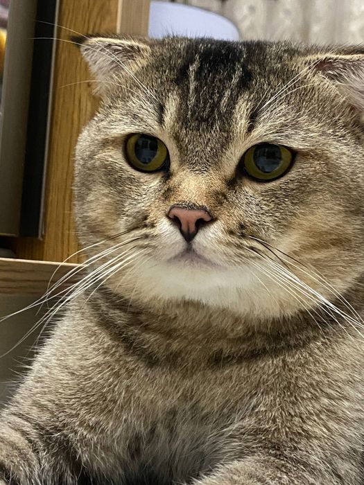 Scottish Fold zotli toza mushuk