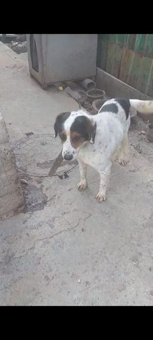 Отдам в хорошие руки