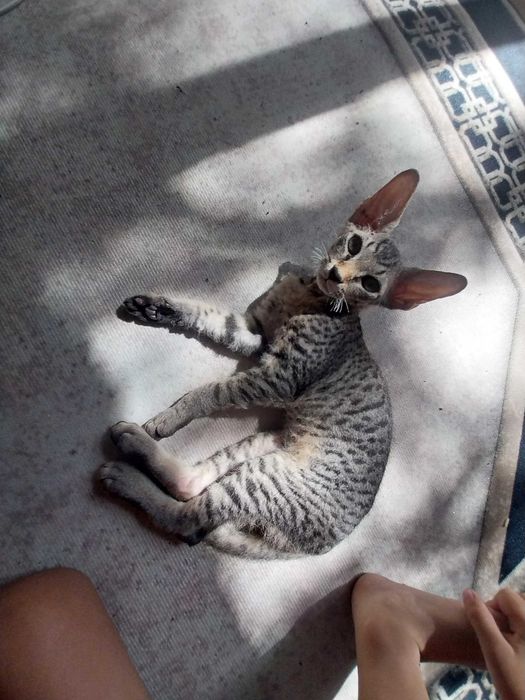 Кот,  приучен к лотку
