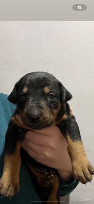 Продаются породистые-чистокровные щенки Добермана