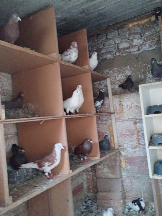 Гълъби Пазарджишки високолетачи Ловени чужди,