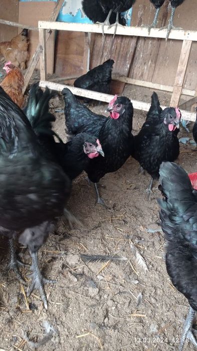 Продаю свой инкубатор на 480 яиц.На фото выведенная птица с моего инку