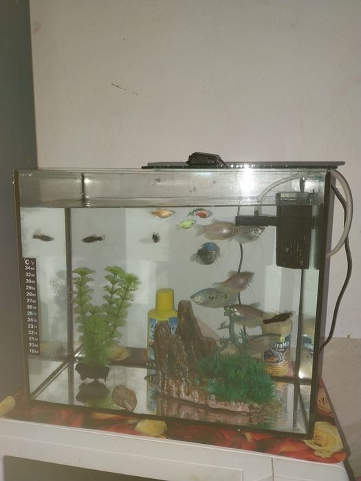 Vând acvariu sticla