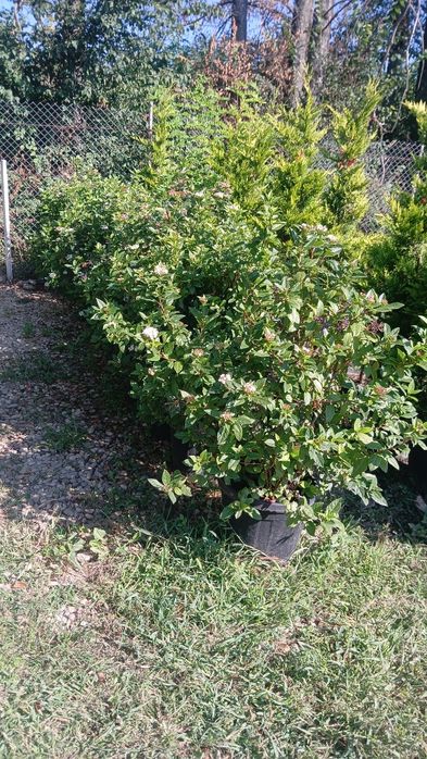 Photinia gard viu viburum oferta 150