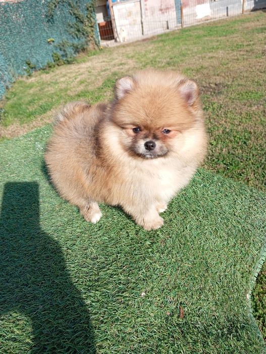 Померан померанчета