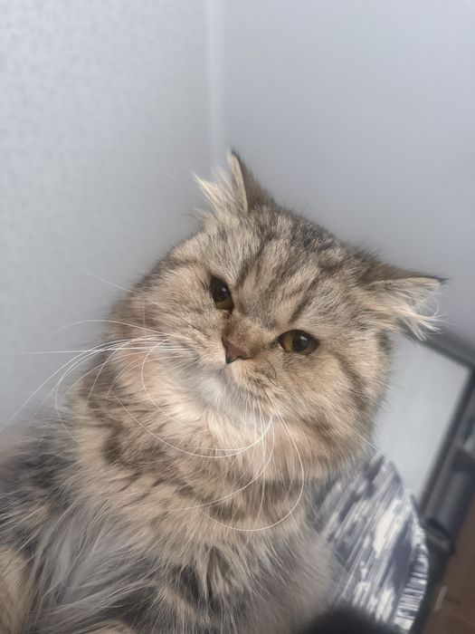 Отдам добрые руки