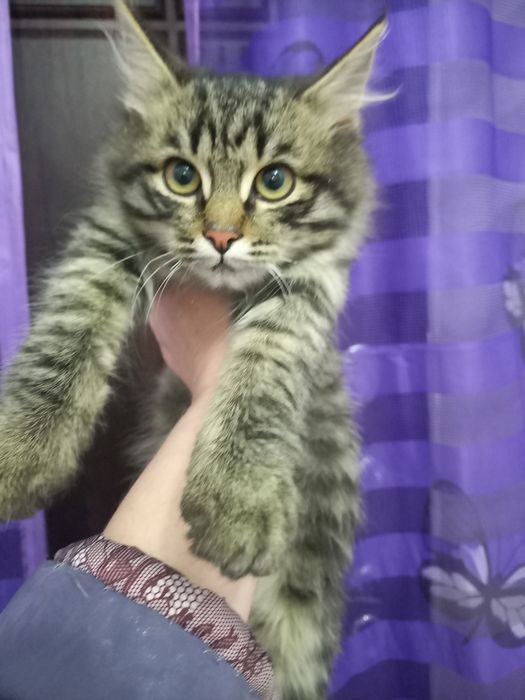 Котенок окрас табби