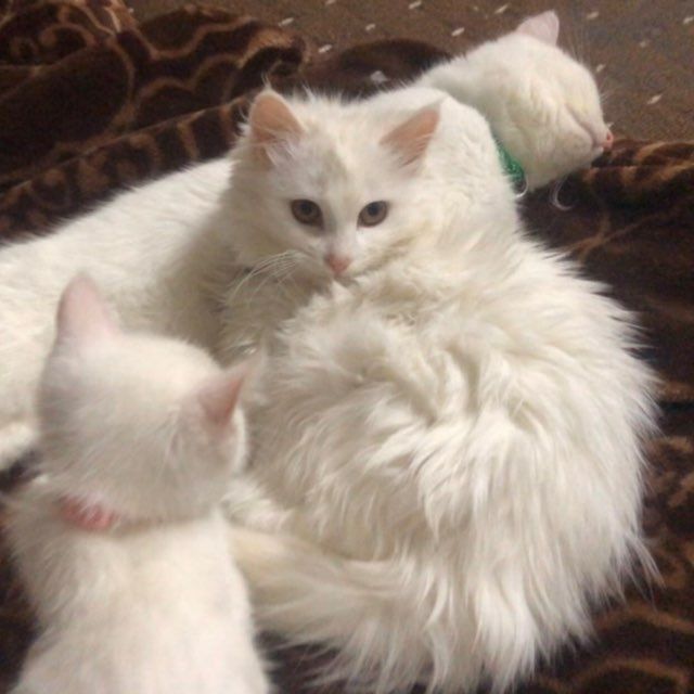 Turk angorasi sotiladi