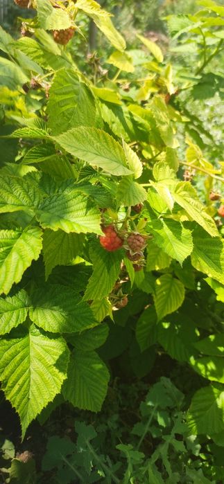 Продам дом не дорого торг есть