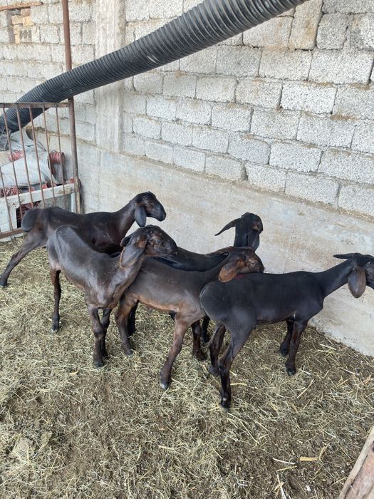 Куй кузи кучкорла сотилади