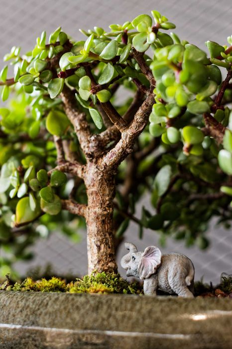 Portulacaria Afra - bonsai de pădure