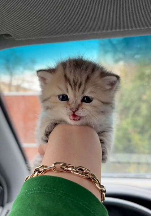 британская девочка-чистокровная