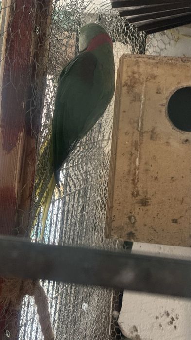 Vand /Schimb Papagali Rosella ,micul  Alexander si marele Alexander
