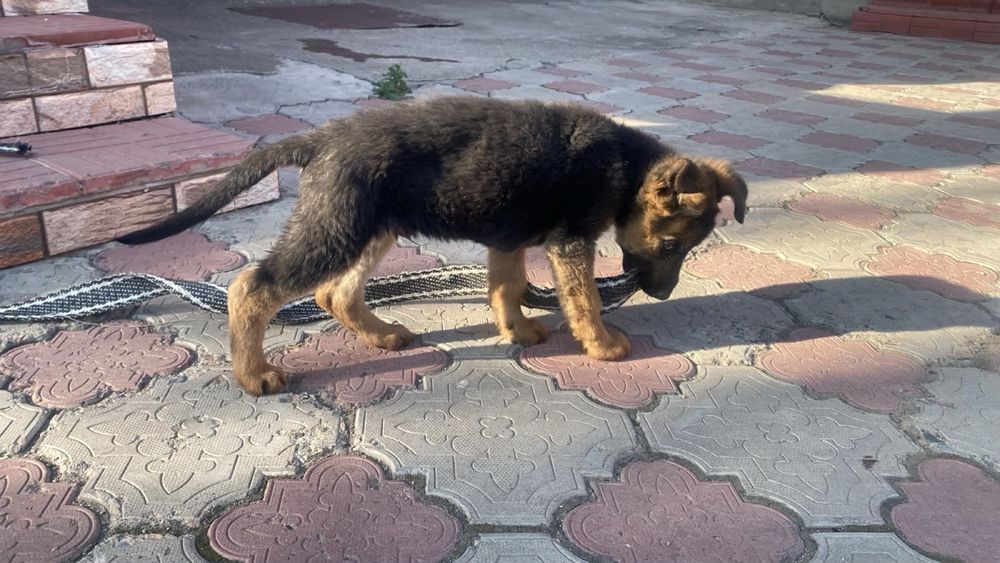 Продам щенка овчарки