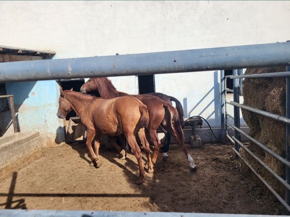 Кунде Соғым жілік 2600тг