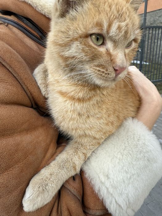 Кошечка в добрые руки