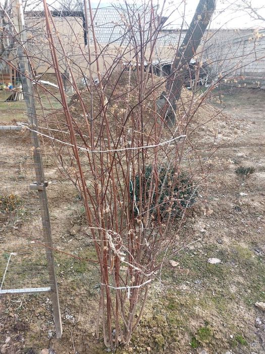 Jasmin gul продаётся жасмин