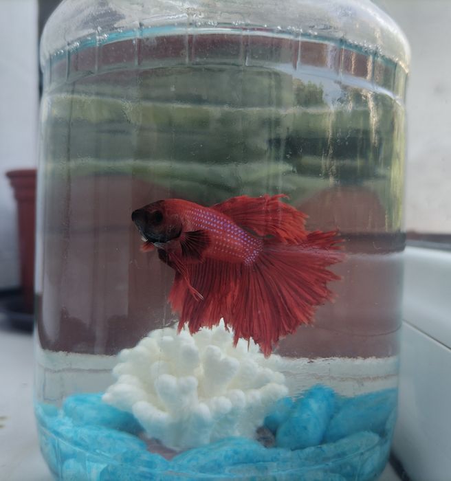 Betta petushok baliq sotiladi