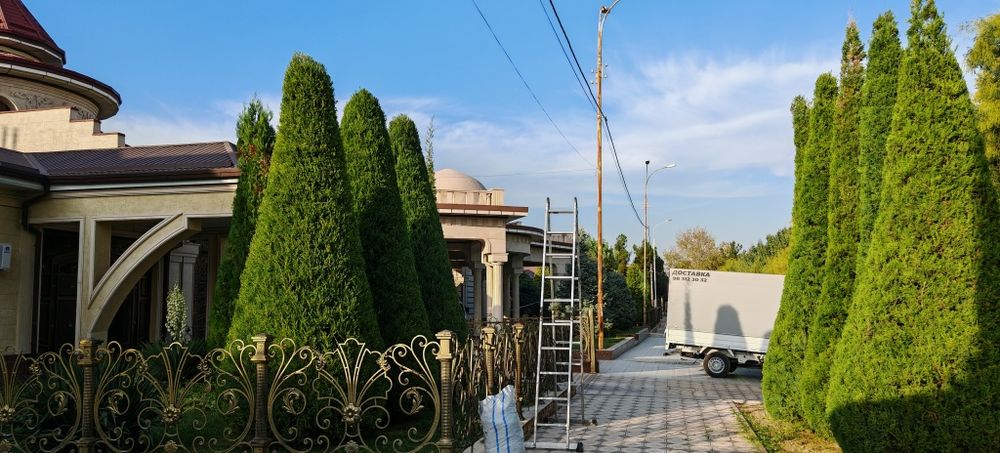 Archa kesamiz ekamiz shakl beramiz xovlidagi boshqa daraxtlaga