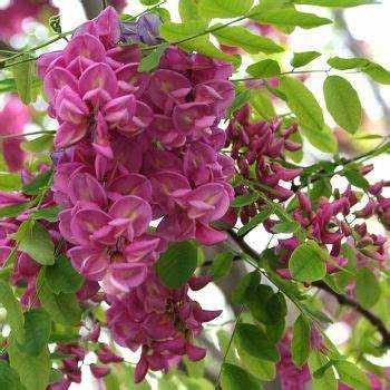 Ploaie de aur -Laburnum salcam galben salcam rosu