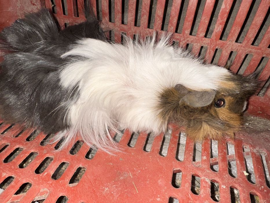 Морски свинчета здрави