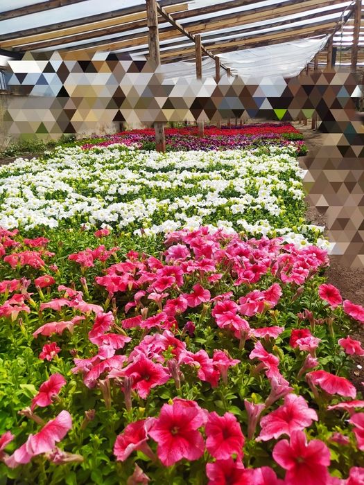 Петуния. Рассада