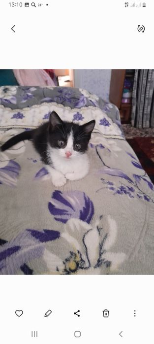 Мушкчалр яахги одамларга берамиз