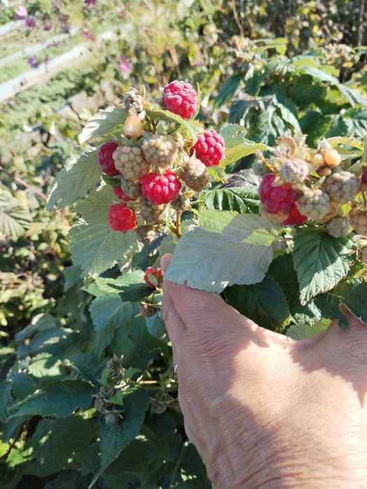 Малина сорт Вислуха