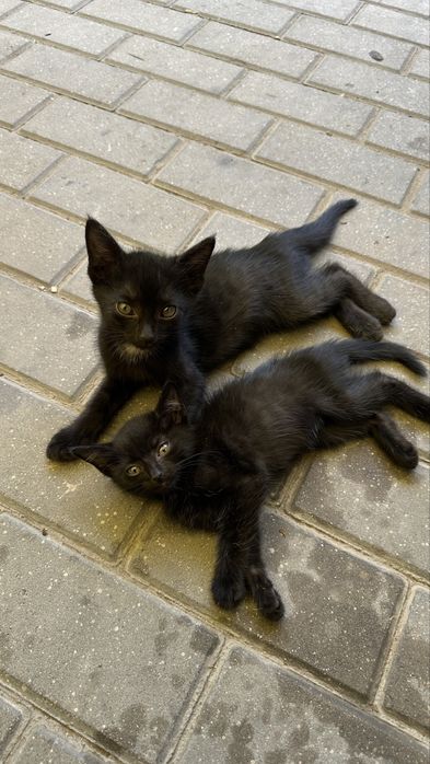 Срочно котята ищут дом