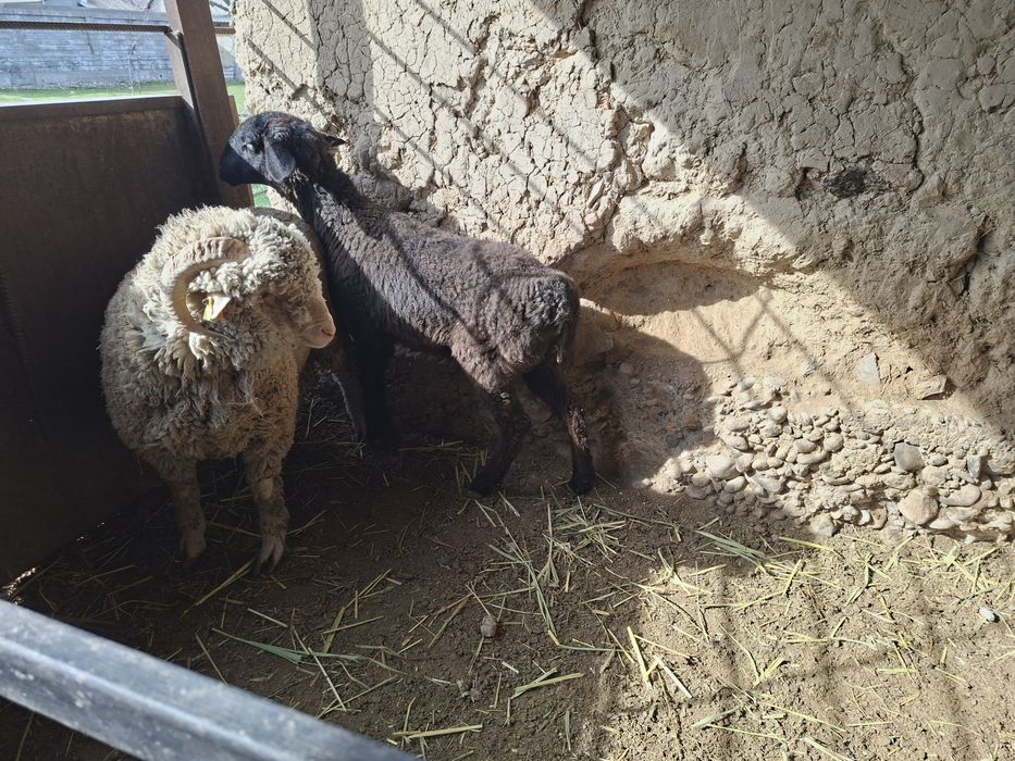 Тоқтылар сатылады